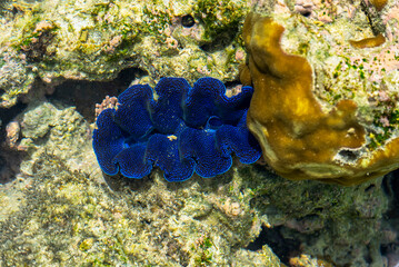 Crabs scuttle, hermit crabs shift shells, sea slugs shine with color. Spiders weave, lizards bask. Coral, seagrass, and sea cucumbers sustain coastal life in harmony.