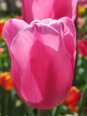 Zbliżenie na różowe kielichy tulipanów © Kumulugma