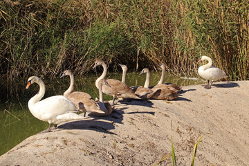 A family of swans on the shore of a lake.