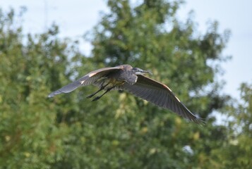 Great Blue Heron flying overhead