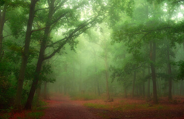 Fototapeta premium Mysterious green foggy forest during autumn morning with oaks trees, branches, tree trunks, green leaves