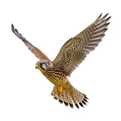 Fototapeta premium Majestic kestrel falcon soaring gracefully mid-flight against a pure white canvas