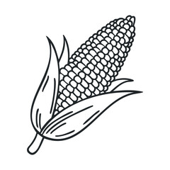 Corn on cob with leaves and kernels for culinary design use. Vector black icon