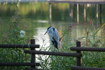 버드, animal, 애완 동물, 야생 동물, 깃털, 부리, 날개, 학, 왜가리