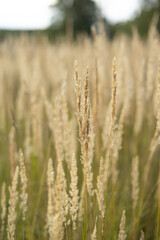Abstract natural background of soft plants Cortaderia selloana. Pampas grass on a blurry bokeh, Dry reeds boho style. Fluffy stems of tall grass in autumn. Web banner