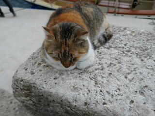 Sleeping calico cat outside on stone bench facing camera