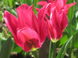 Zbliżenie na różowe kielichy tulipanów © Kumulugma