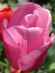 Zbliżenie na różowe kielichy tulipanów © Kumulugma