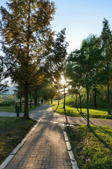 공원, 나무, 네이처, 경관, 여름, 나뭇잎, 봄, 가을, 태양, 햇빛, 계절, 단풍, 거리, 길