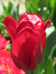 Zbliżenie na różowe kielichy tulipanów © Kumulugma