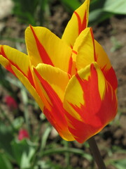 Zbliżenie na żółto-czerwonego tulipana © Kumulugma