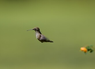 Naklejka premium Ruby Throated Hummingbird