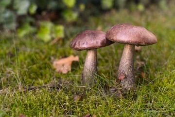 Brown birch bolete leccinum scabrum. A mushrooms captured growing in a private garden.