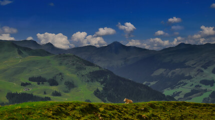 Fototapeta premium Cows in mountains near Saalbach Hinterglemm Leogang ski resort during summer day , Creative post processing
