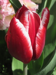 Zbliżenie na biało-czerwonego tulipana © Kumulugma