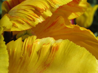 Zbliżenie na płatki żółtego tulipana © Kumulugma