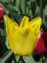 Zbliżenie na żółtego tulipana © Kumulugma