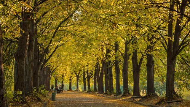 Slow transition from Summer season  to Autumn. Green trees become yellow. This footage has been shot in the same location from one angle at different times of the year.