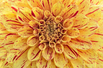 Macro Abstract: Yellow Dahlia with Red Stripes
