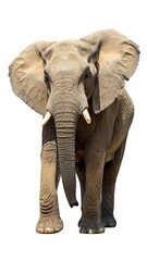 Obraz premium Elephant portrait against white background