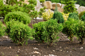 Small thuja trees growing in the garden outdoors. Cultivation of evergreen thuja. Coniferous evergreen trees in landscape design.