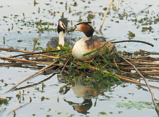 Nest of the great crested grebe birds with female on the eggs and male behind, Podiceps cristatus