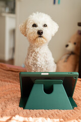 A Bichon Frise dog looks directly over a tablet on a bed, representing the challenges and comfort of online education and remote work as the school year resumes in September. Vertical photo.