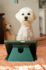A fluffy white Bichon Frise sits attentively behind a tablet on a stand, symbolizing the cozy work-from-home or distance learning environment during the fall season.