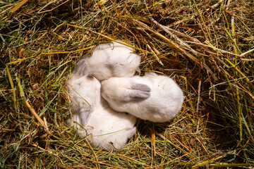 Newborn rabbit kits on farm hay
