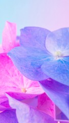 Obraz premium Vibrant hues of hydrangea petals