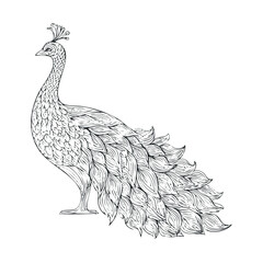 Fototapeta premium Elegant peacock showcasing vibrant feathers in intricate design. Vector black icon