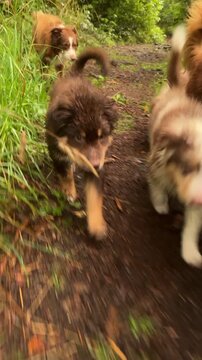 Playful Puppies Full of Energy Running Joyfully Through Natures Beautiful Pathway