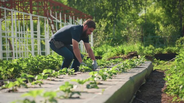 Side view farmer bent over garden bed performs careful pruning in soil, hands in gloves tending young crops on sunny summer day, side view among green rows, rural agriculture maintenance