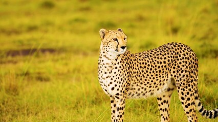 cheetah in the savannah