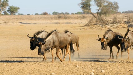 blue wildebeest in the savannah