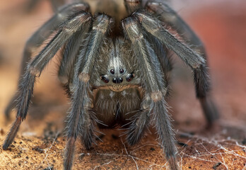 Weibliche Keller-Finsterspinne (Amaurobius ferox) – Portrait einer nachtaktiven Spinne im Siedlungsbereich