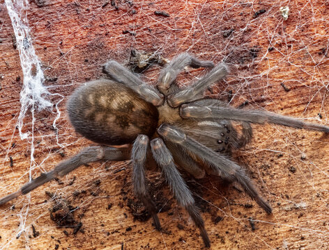 Weibliche Keller-Finsterspinne (Amaurobius ferox) &ndash; Makroaufnahme einer nachtaktiven Spinne im Siedlungsbereich