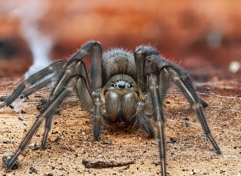 Weibliche Keller-Finsterspinne (Amaurobius ferox) &ndash; Portrait einer nachtaktiven Spinne im Siedlungsbereich