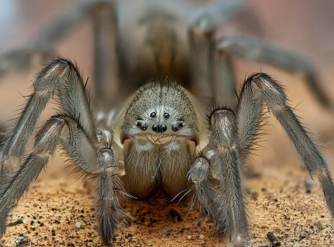 Weibliche Keller-Finsterspinne (Amaurobius ferox) &ndash; Portrait einer nachtaktiven Spinne im Siedlungsbereich