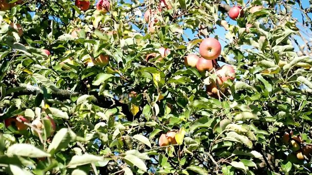 Sunlight filters through the lush apple tree, creating a vibrant, blurred scene
