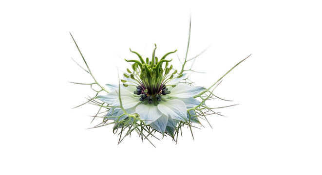Explosion of a black cumin flower with delicate petals and stamens transparent background