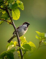 Naklejka premium A small bird perches on a branch amidst lush green foliage, bathed in soft sunlight
