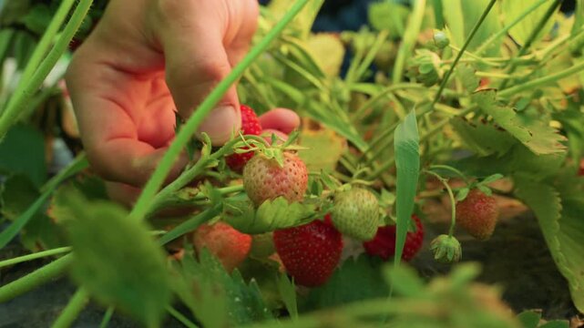 adult hand reaching through strawberry patch to harvest ripe red berry surrounded by green foliage and unripe fruits during daylight, showing process of organic farming