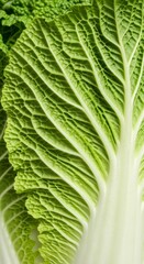 Vibrant Green Topography - An Abstract Macro View of a Crinkled Cabbage Leaf.
