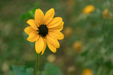 Close up of a single bright yellow sunflower with a dark center blooming in a green garden