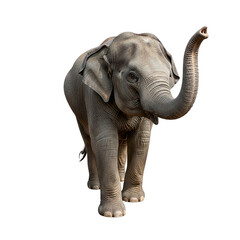 Obraz premium Gentle Giant Young Elephant Portrait Wildlife Wonder Trunk Raised Mammal Majesty African on transparent background