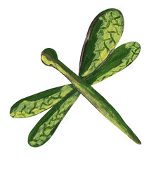 Hand-painted cartoon dragonfly.