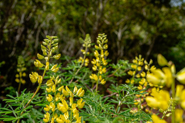 cluster of yellow flowers