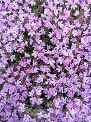 pink flowers background