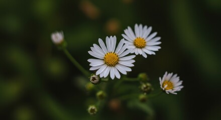 Obraz premium Close-up of several small white daisies with yellow centers and green buds against a blurred green background.